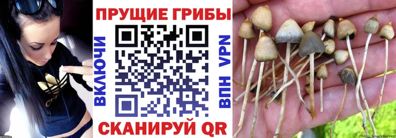 Псилоцибиновые грибы мицелий  Купить закладки  Ипатово 